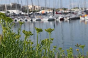 collecte_de_la_criste_quest_5-min