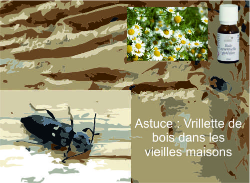 Astuce produit : les vrillettes de bois