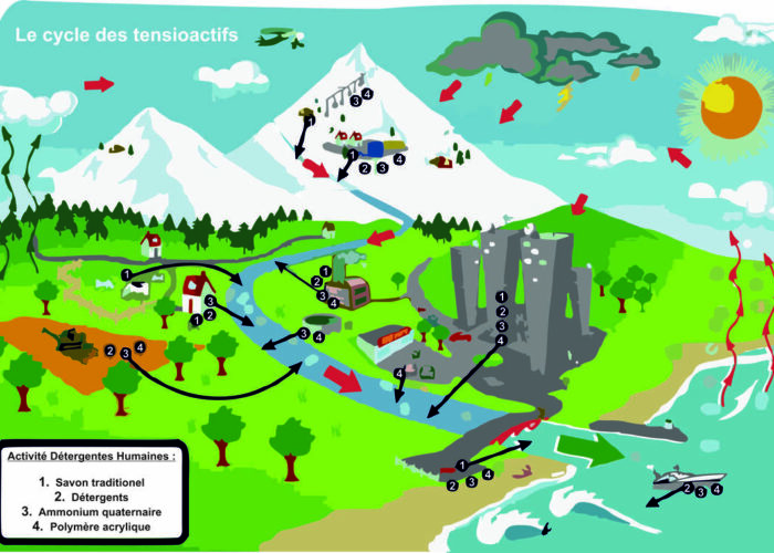 Le cycle des tensioactifs partie 1