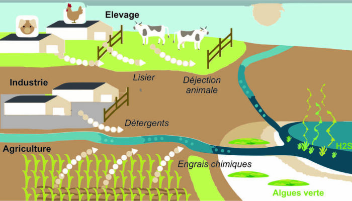 Production d'H2S par les algues vertes